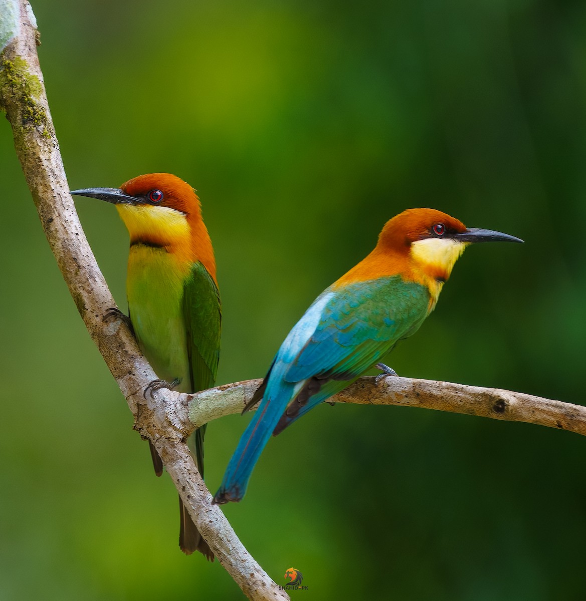 Chestnut-headed Bee-eater - ML632045603