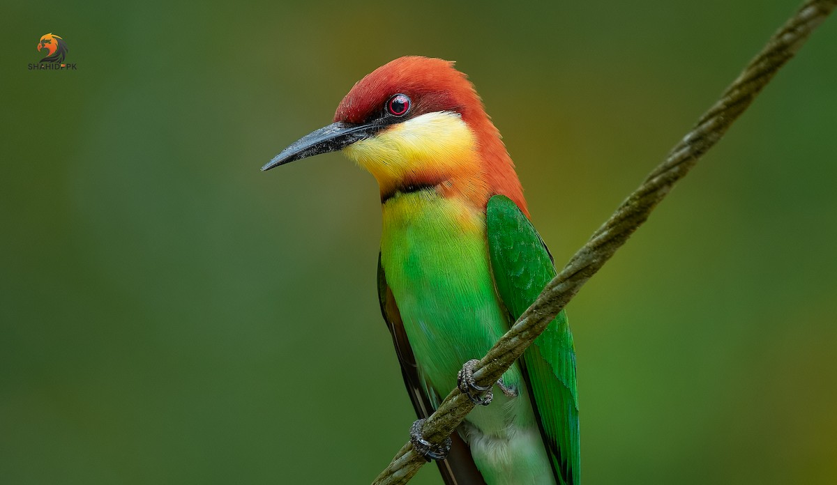 Chestnut-headed Bee-eater - ML632045604
