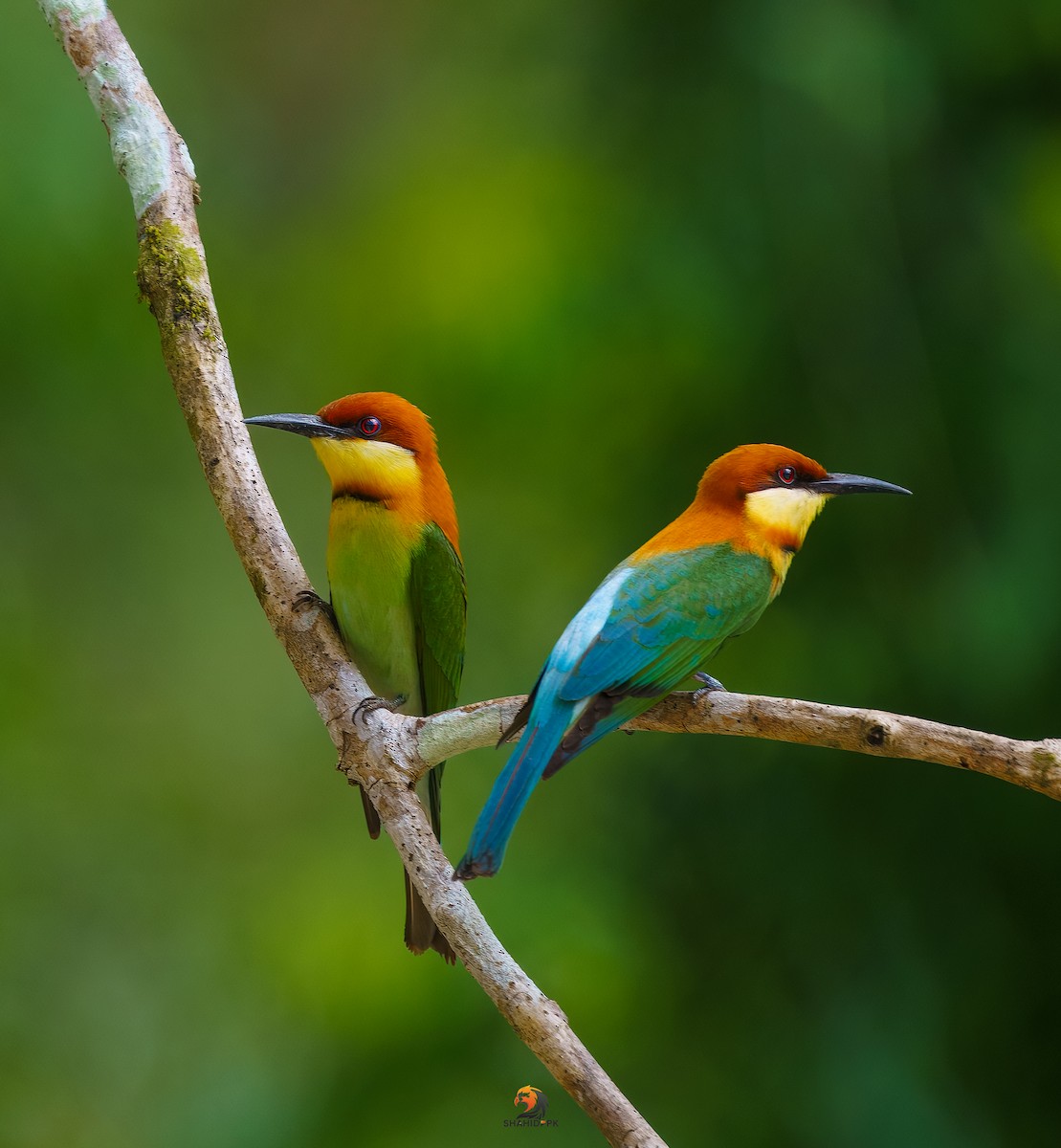 Chestnut-headed Bee-eater - ML632045605