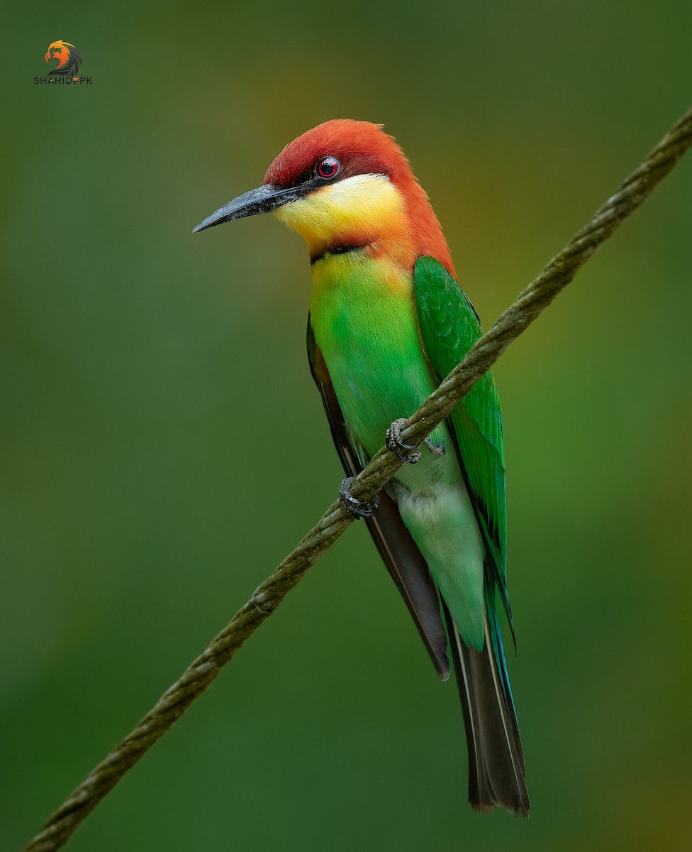 Chestnut-headed Bee-eater - ML632045606