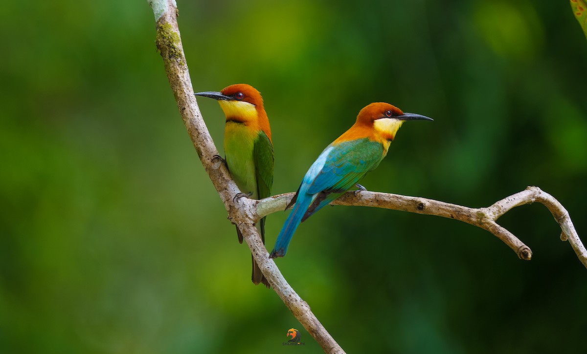 Chestnut-headed Bee-eater - ML632045607