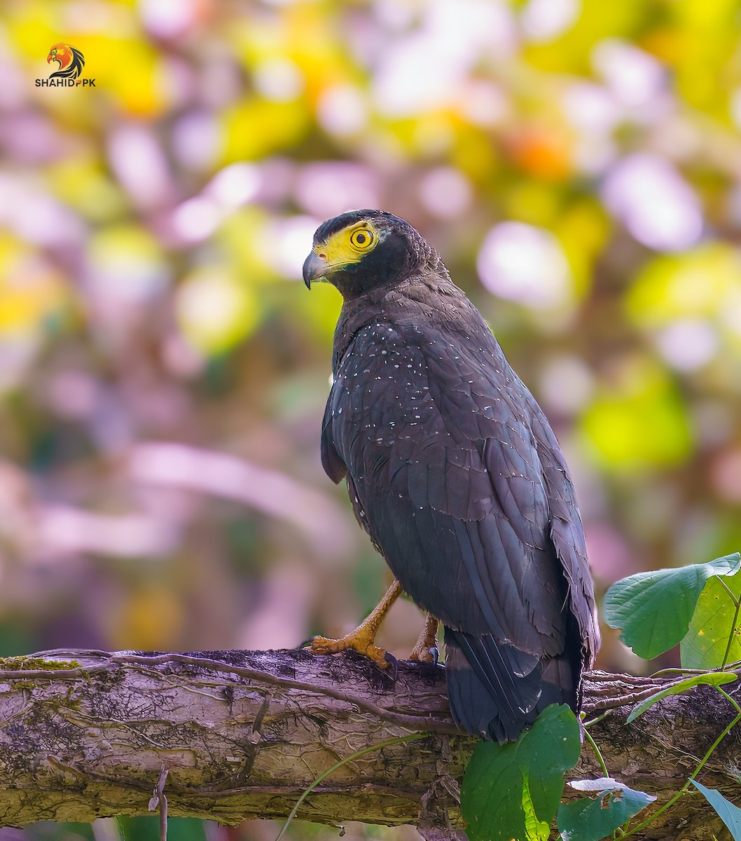 Andaman Serpent-Eagle - ML632045613