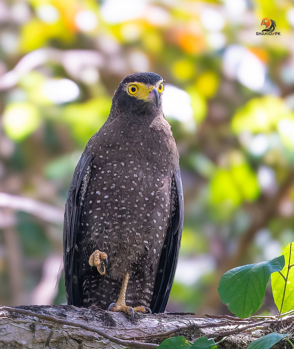 Andaman Serpent-Eagle - ML632045614