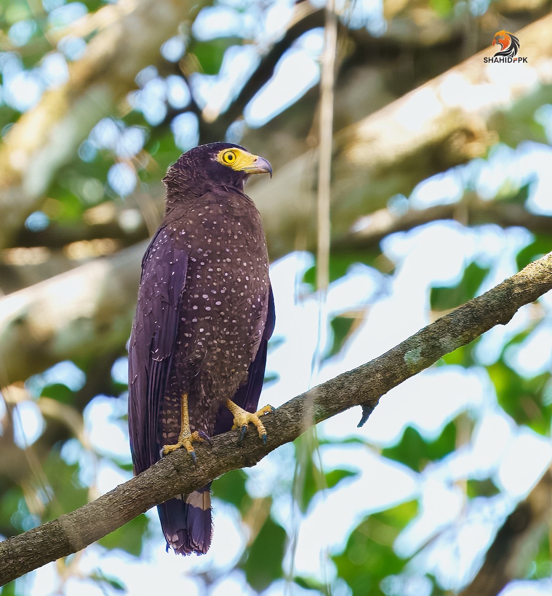 Andaman Serpent-Eagle - ML632045615
