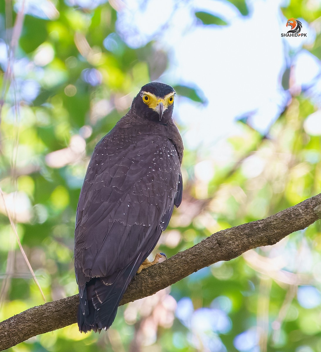Andaman Serpent-Eagle - ML632045616