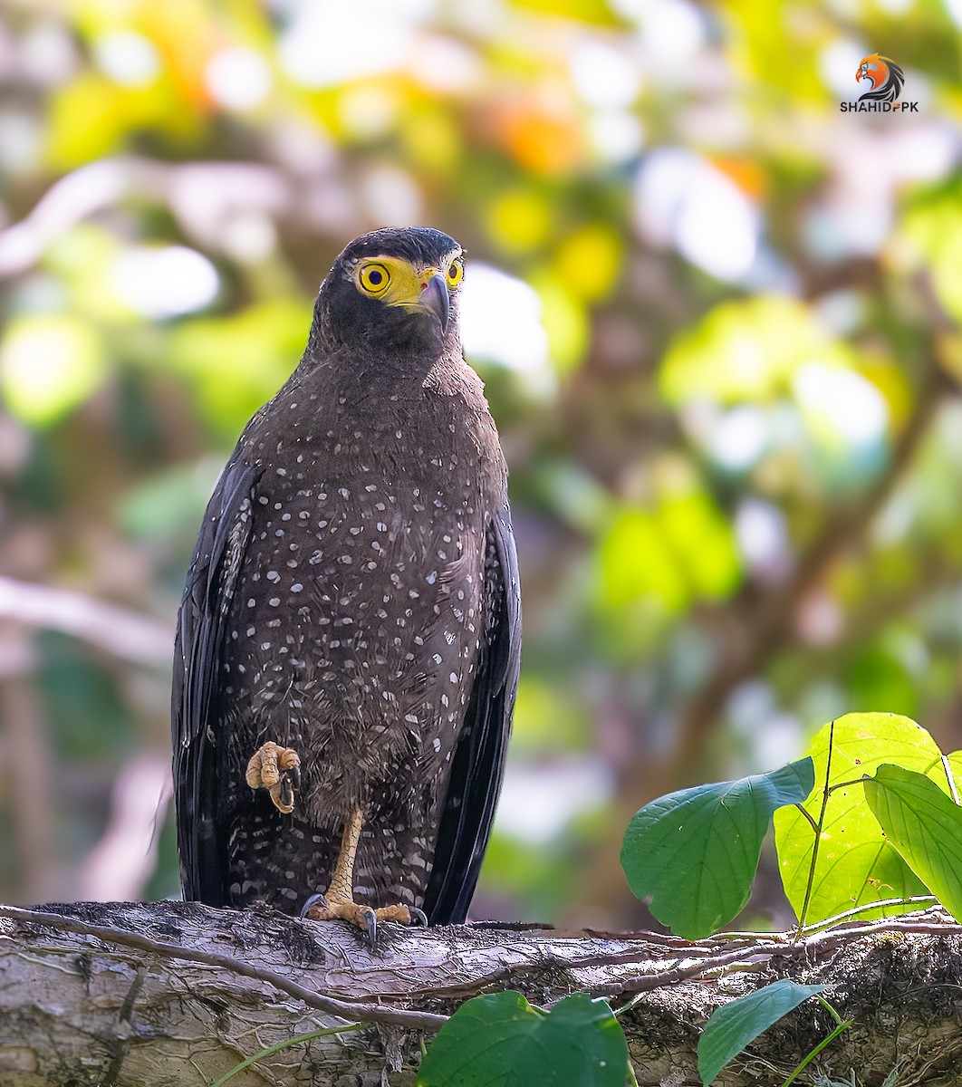 Andaman Serpent-Eagle - ML632045617