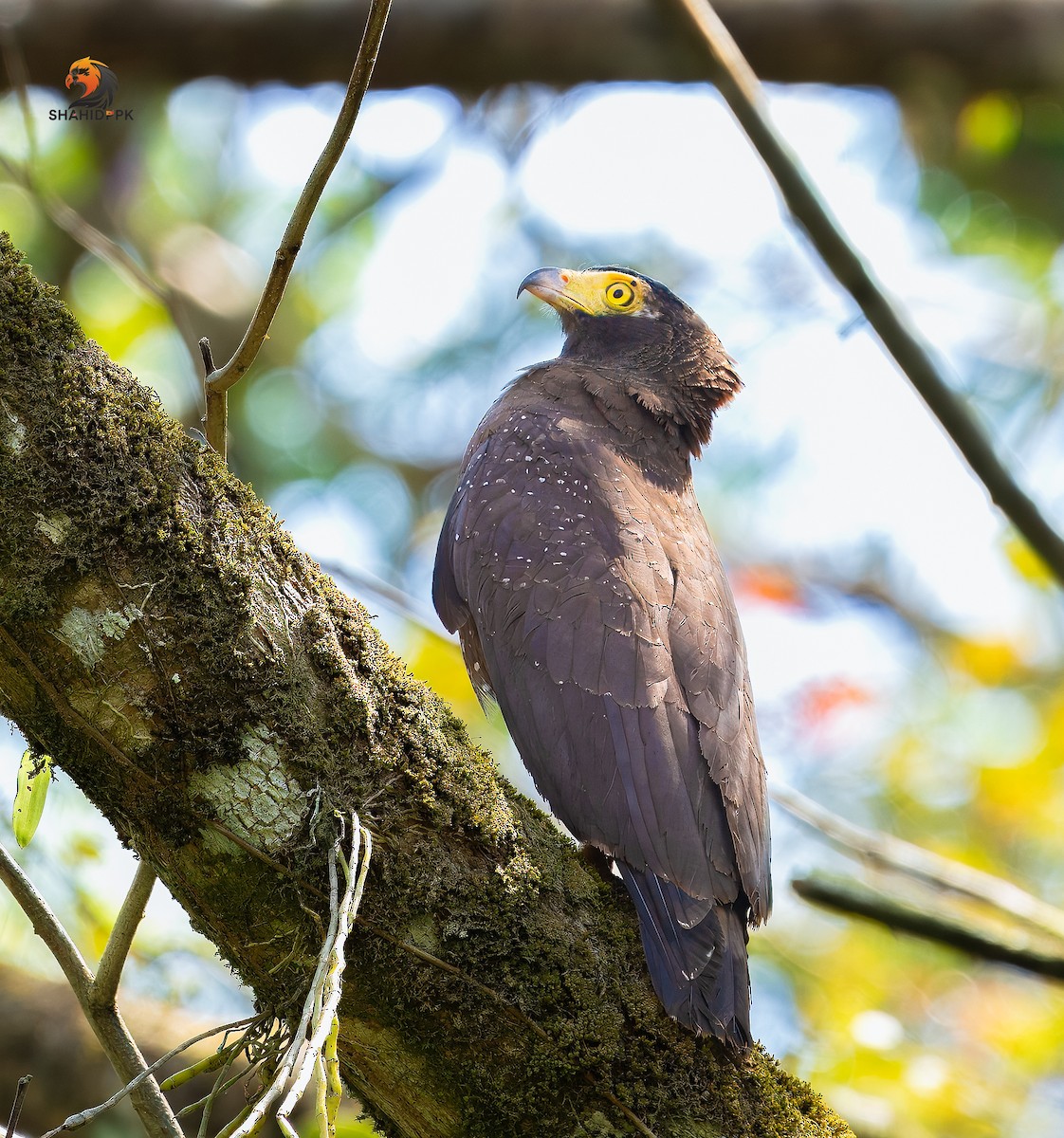 Andaman Serpent-Eagle - ML632045618