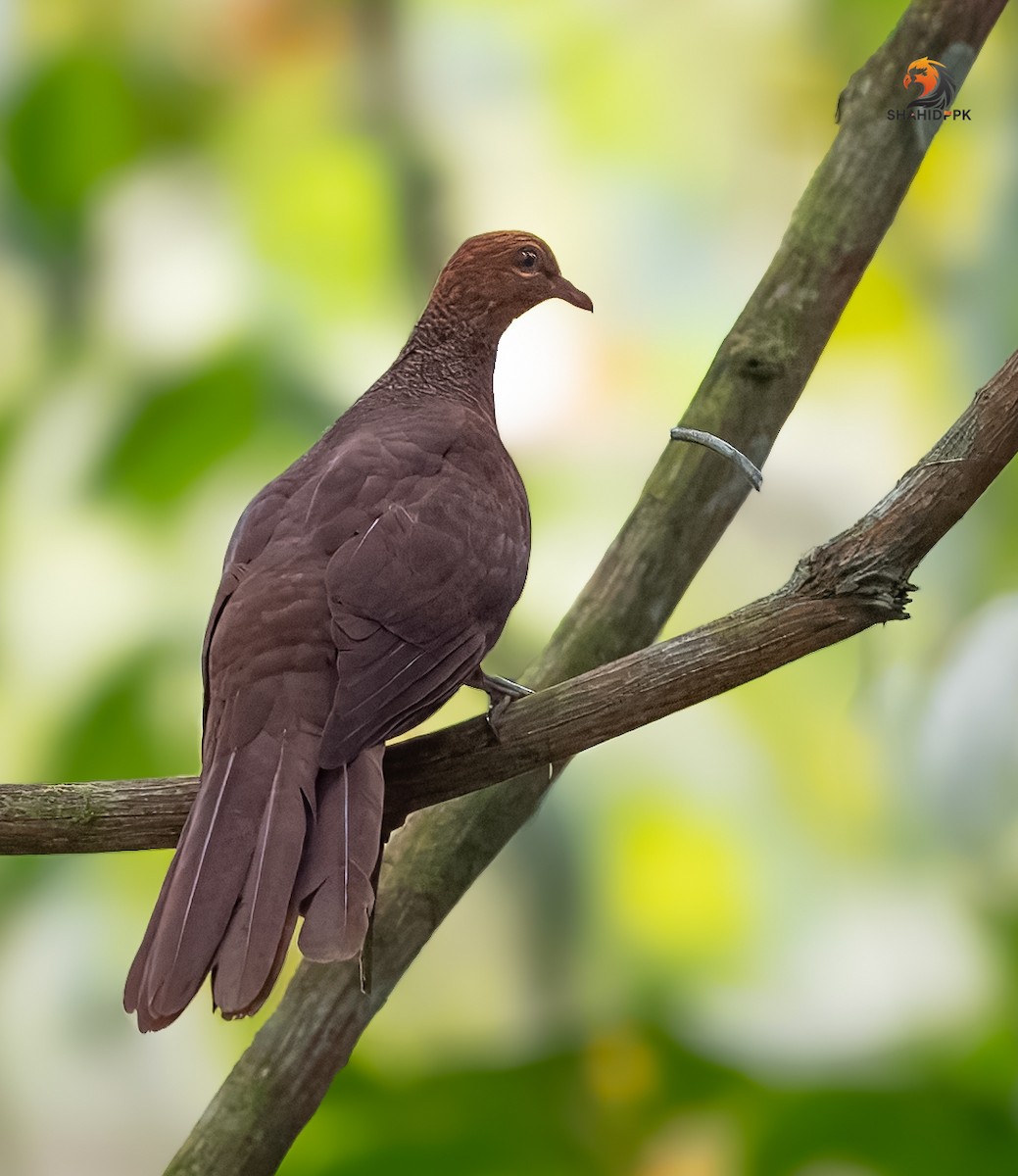 Andaman Cuckoo-Dove - ML632045645
