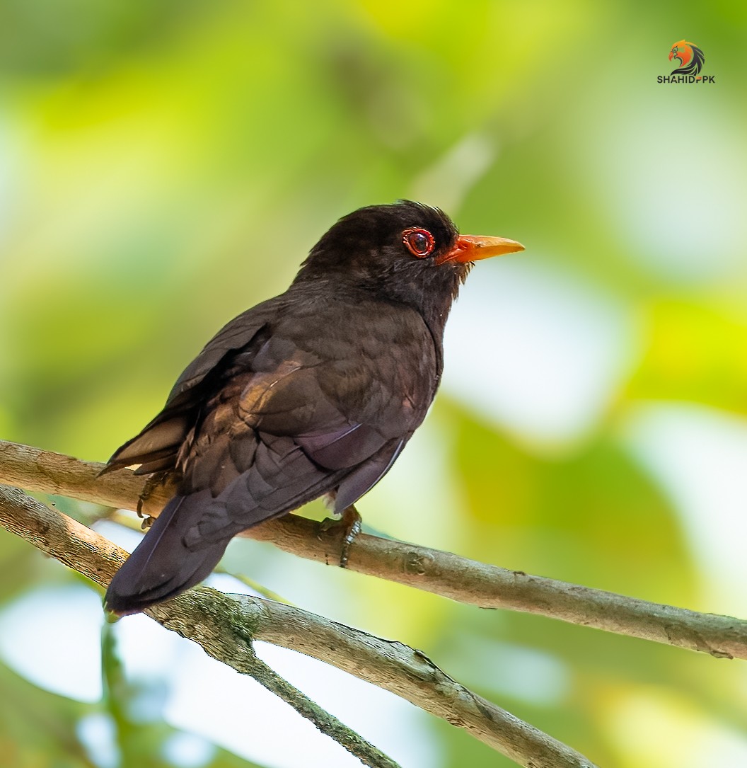 Violet Cuckoo - ML632045688