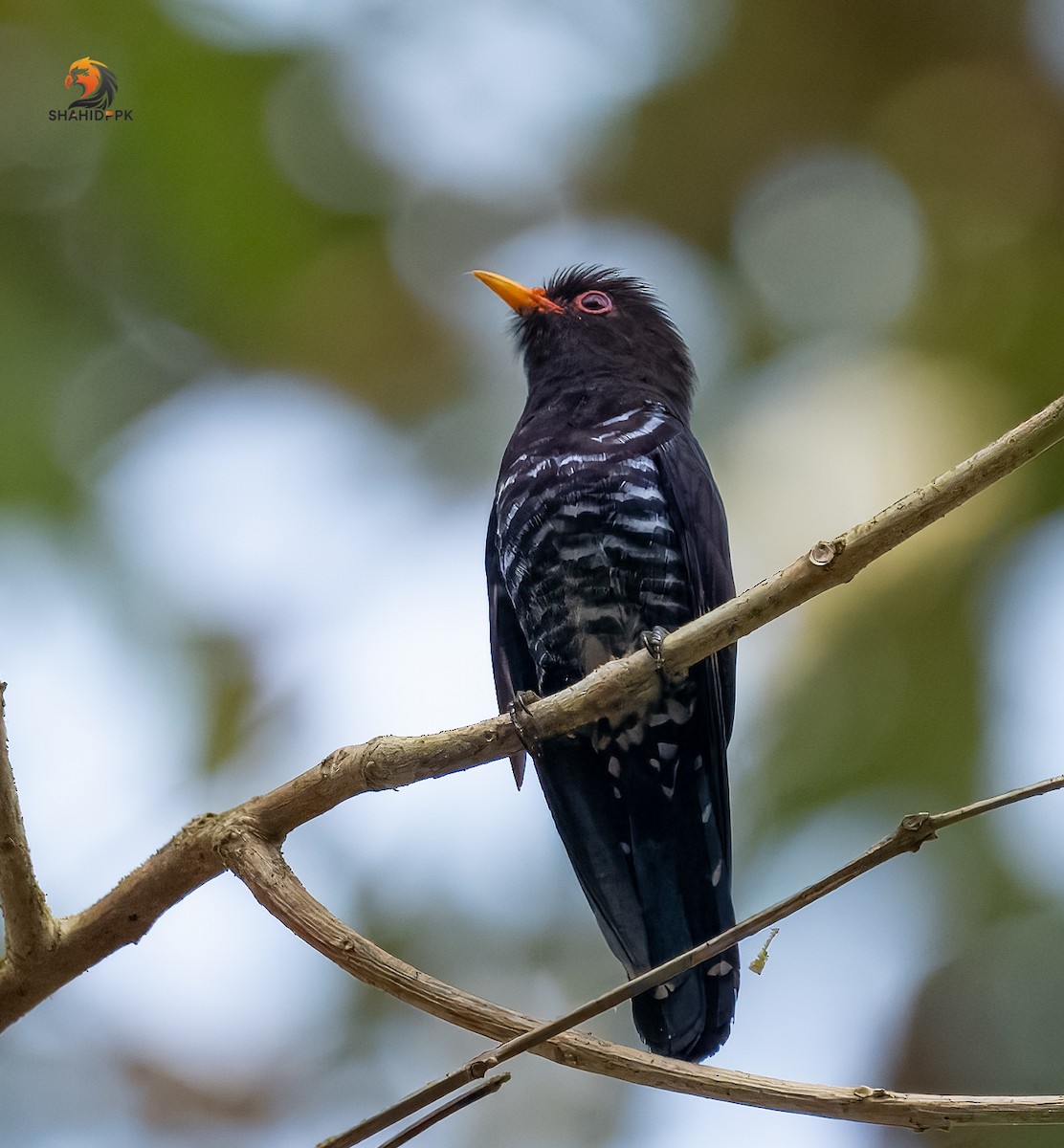 Violet Cuckoo - ML632045689