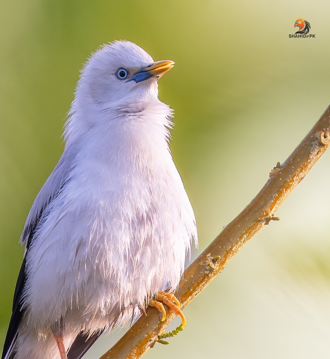 White-headed Starling - ML632045704