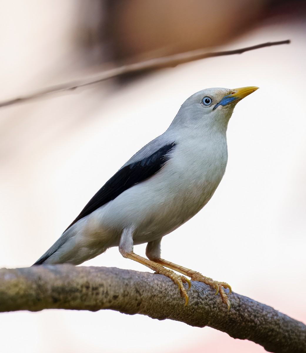 White-headed Starling - ML632045705