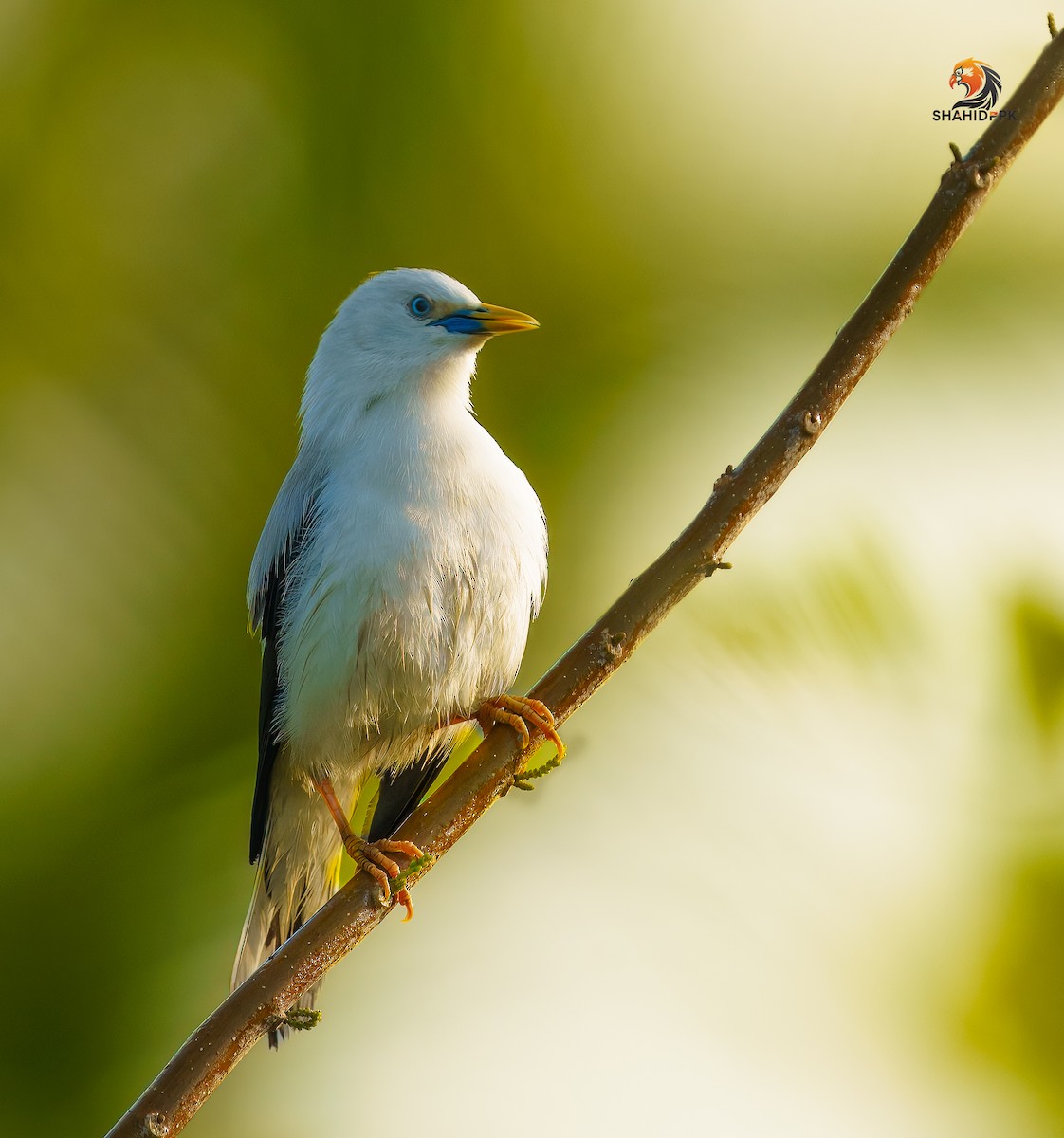 White-headed Starling - ML632045706