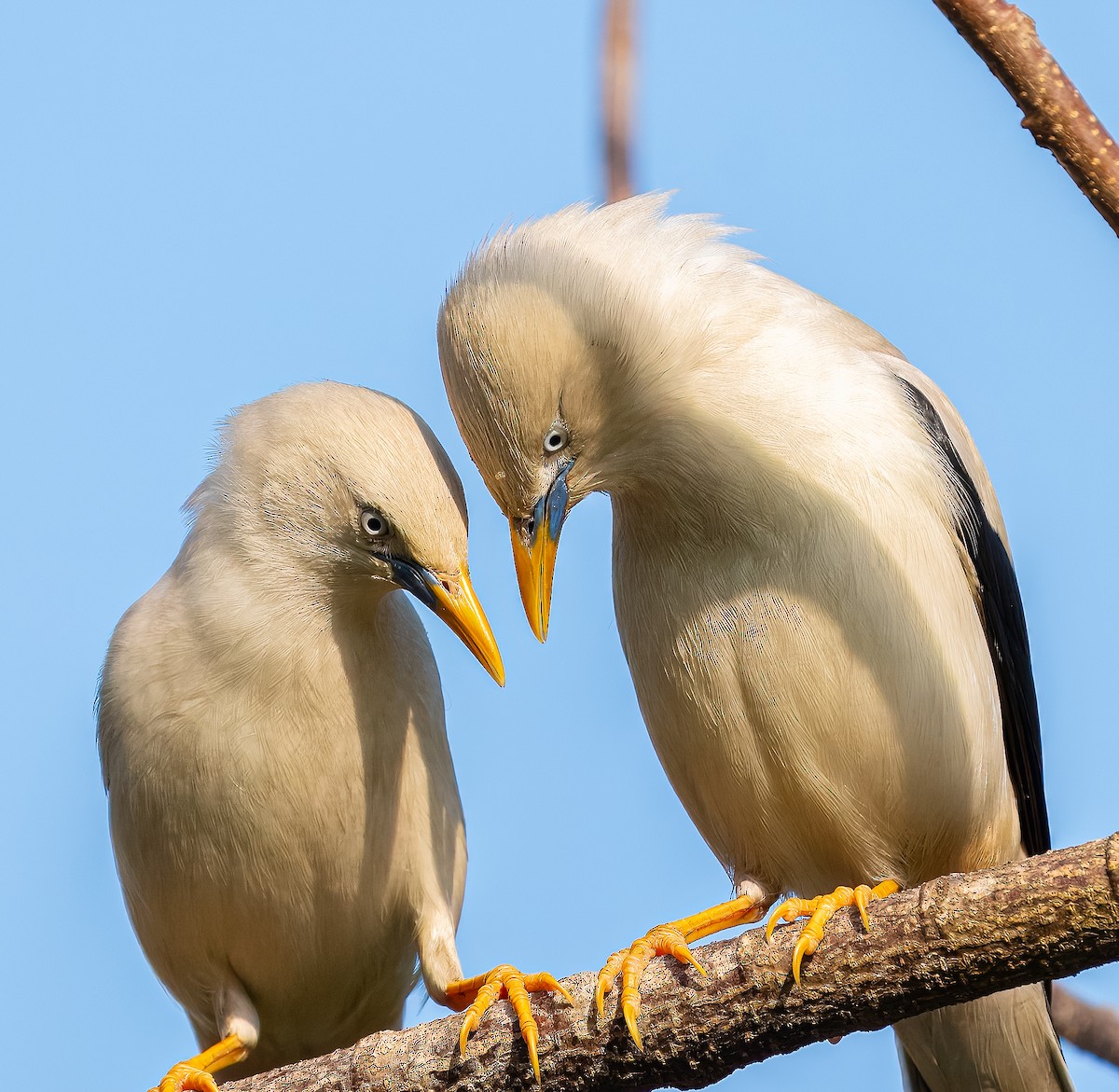 White-headed Starling - ML632045707