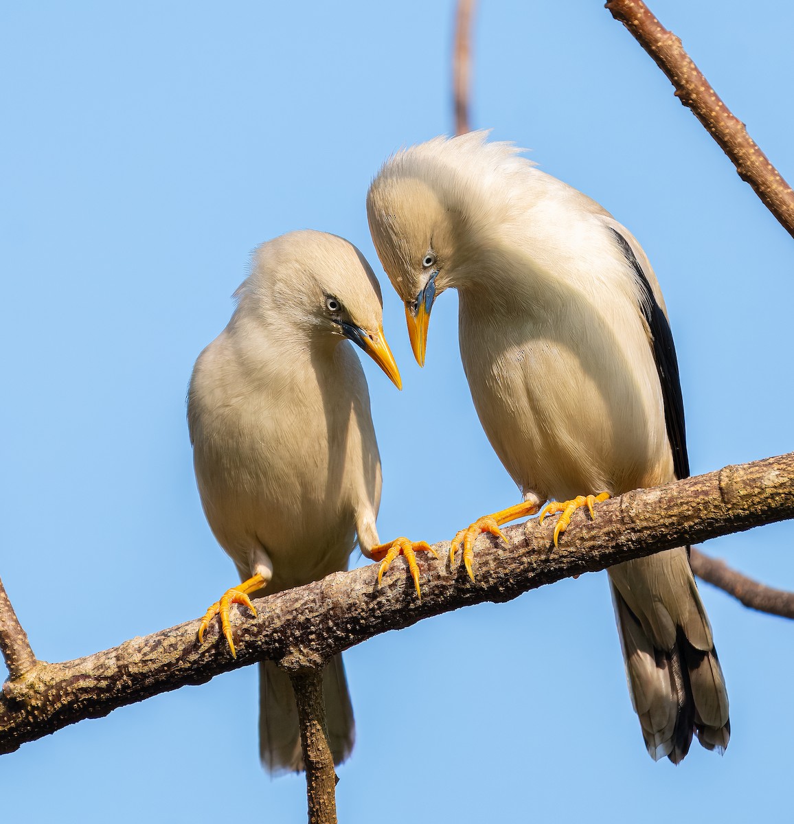 White-headed Starling - ML632045708
