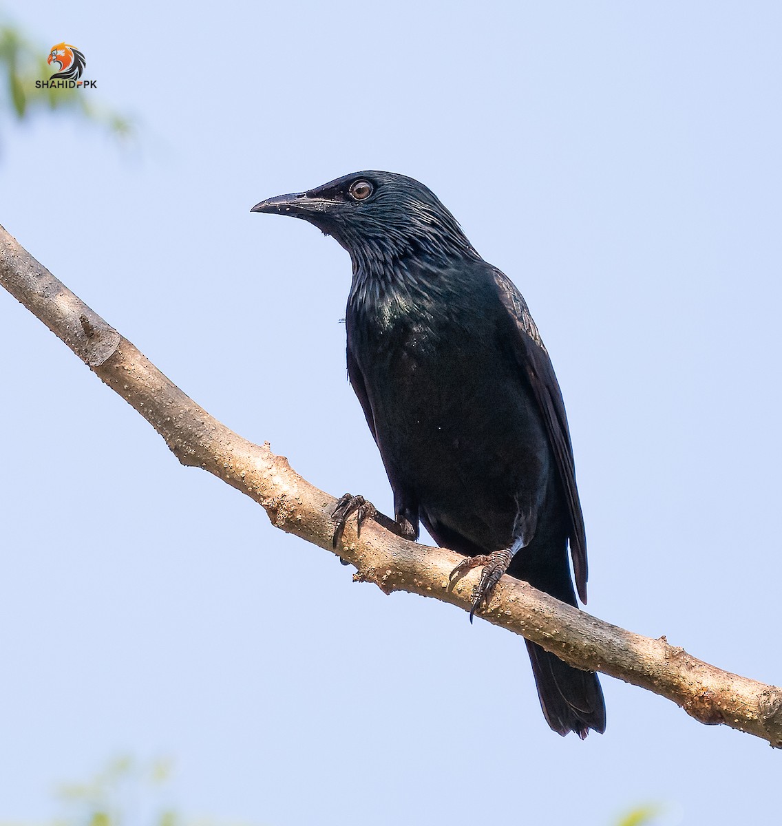 Asian Glossy Starling - ML632045710