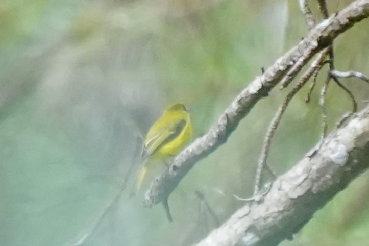 Citrine Canary-Flycatcher - ML632045757
