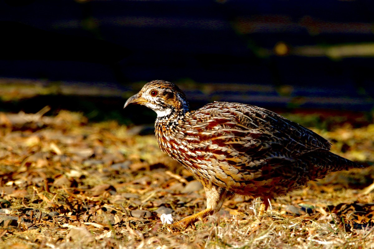 Orange River Francolin - ML632045878