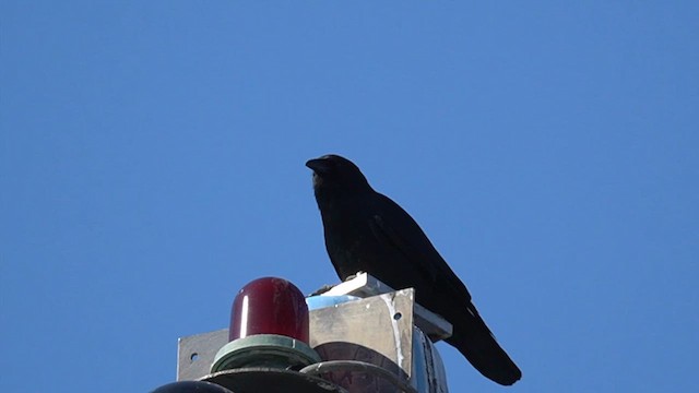Fish Crow - ML632045903