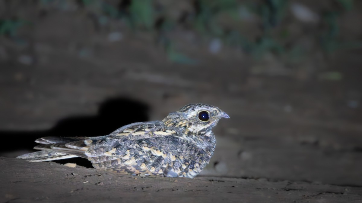 Square-tailed Nightjar - ML632045968