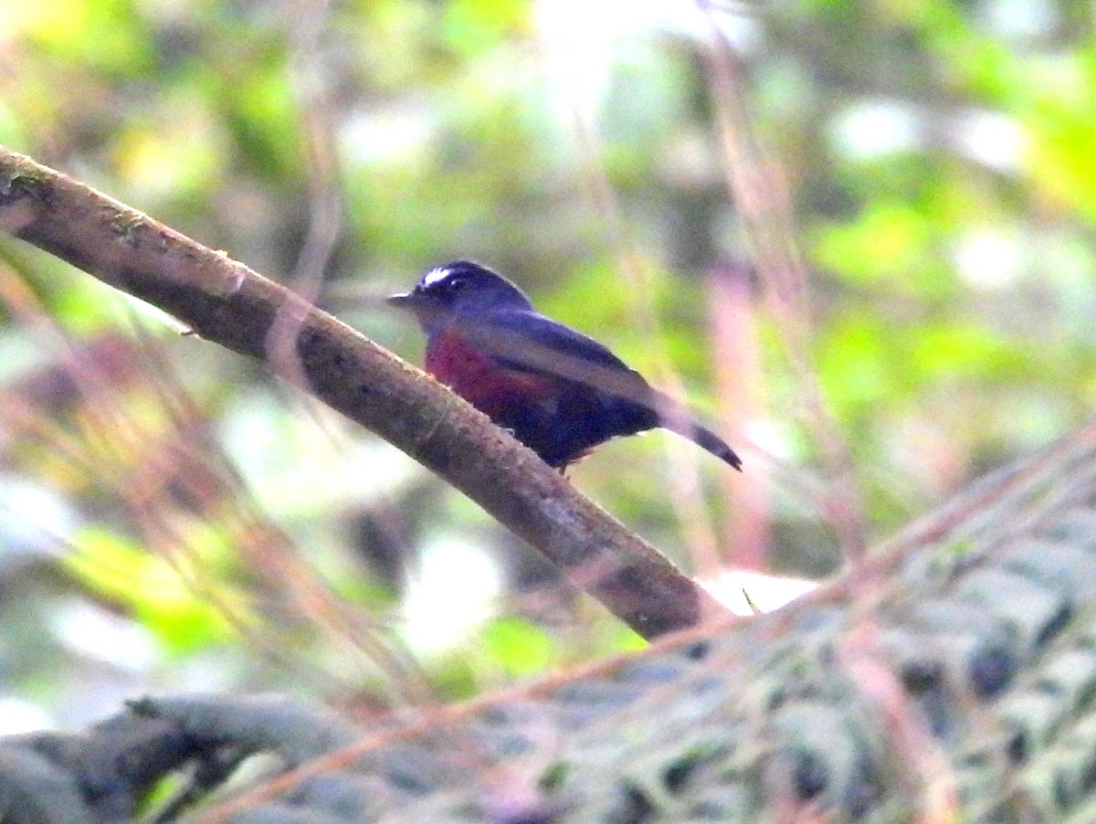 Chestnut-bellied Chat-Tyrant - ML632046214