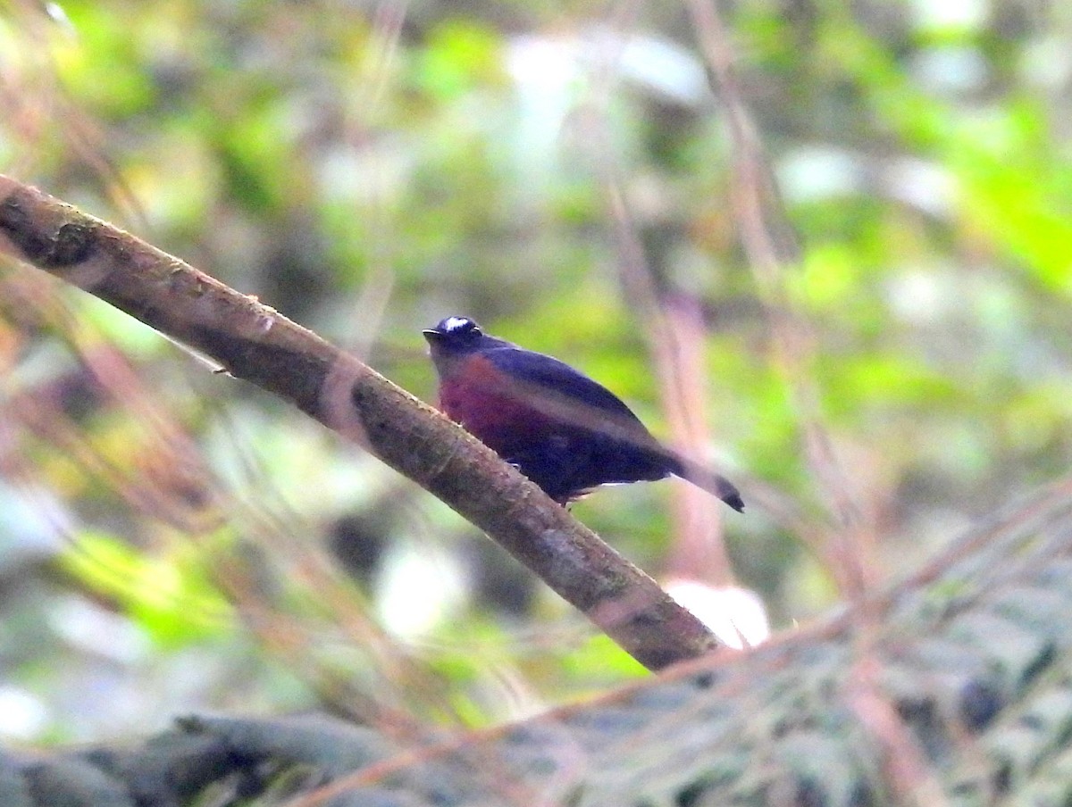 Chestnut-bellied Chat-Tyrant - ML632046215