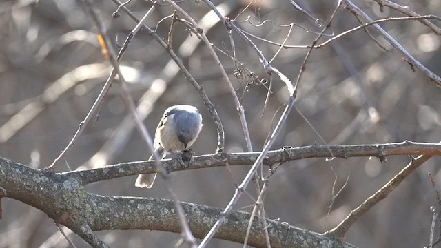 Tufted Titmouse - ML632046263
