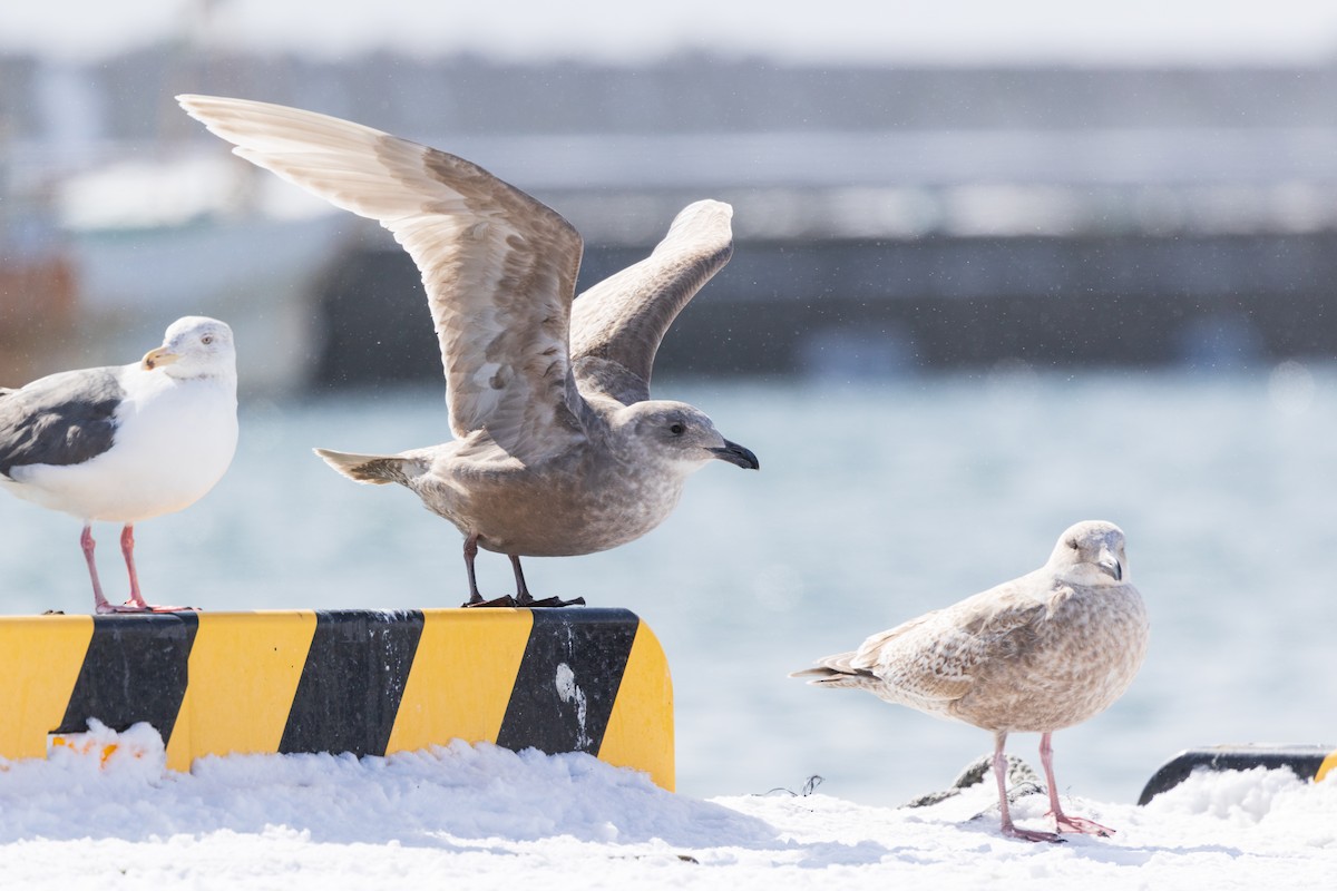 Glaucous-winged Gull - ML632046391