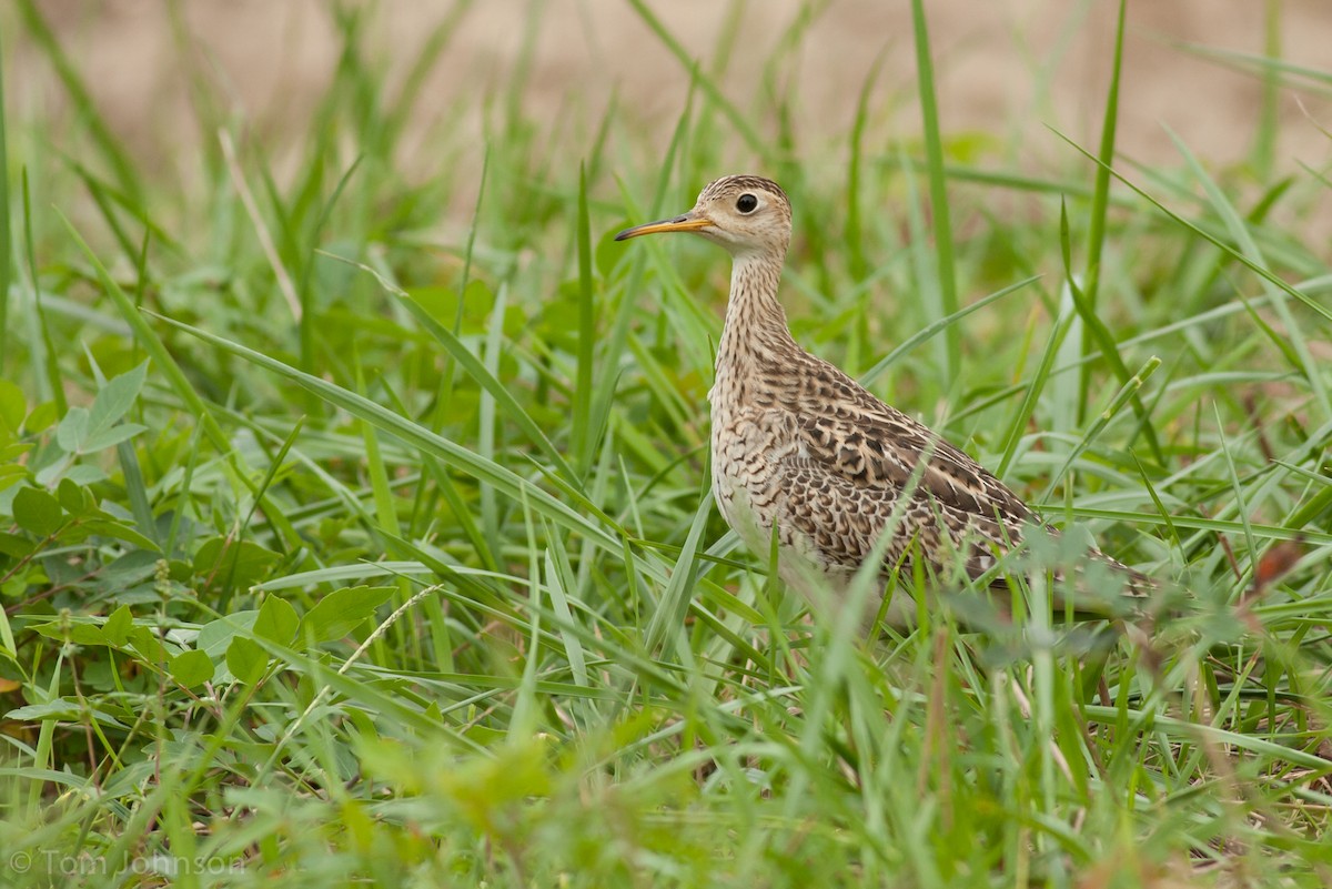 Upland Sandpiper - ML63204641