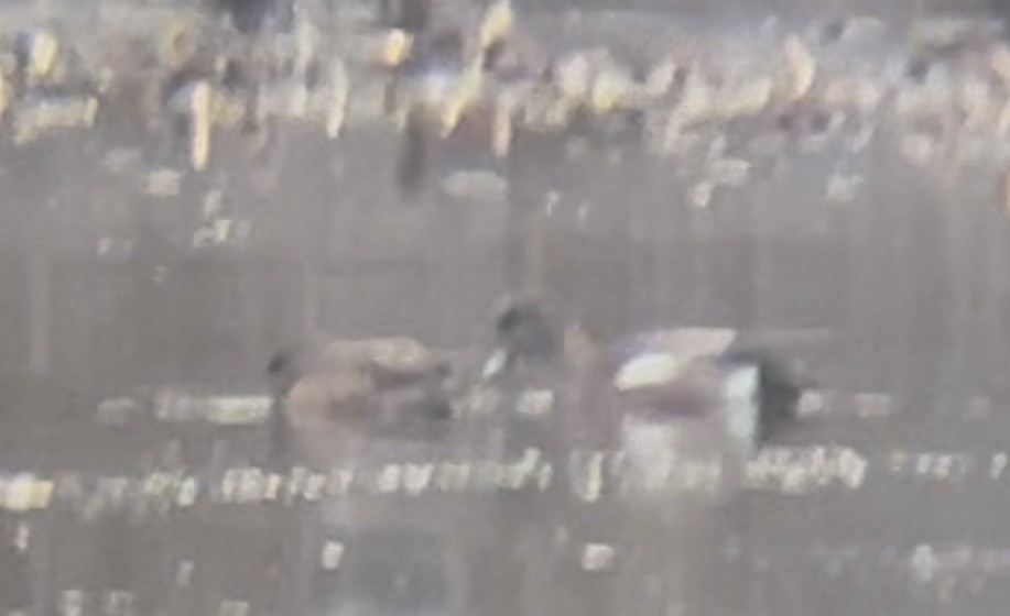 American Wigeon - ML632046430