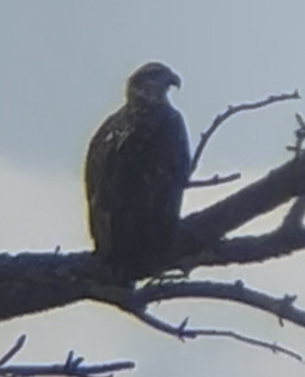 Bald Eagle - ML632046434