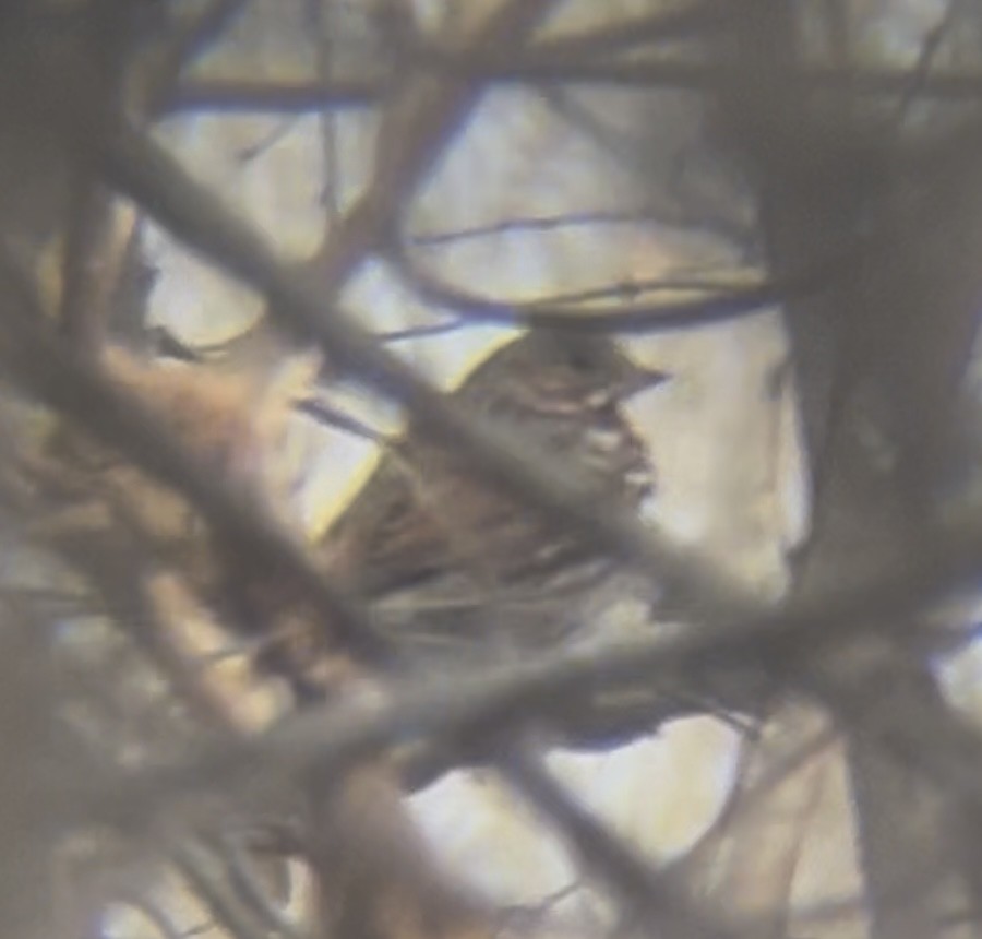 Fox Sparrow - ML632046437