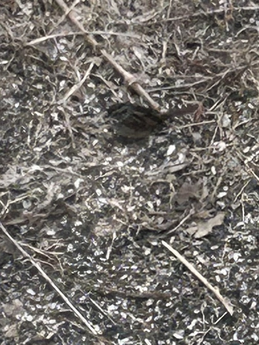 Swamp Sparrow - ML632046442