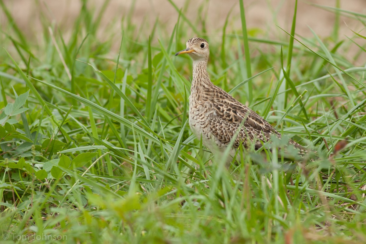 Upland Sandpiper - Tom Johnson