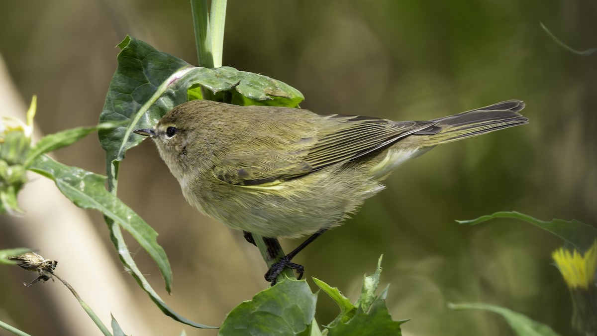 Common Chiffchaff - ML632046581