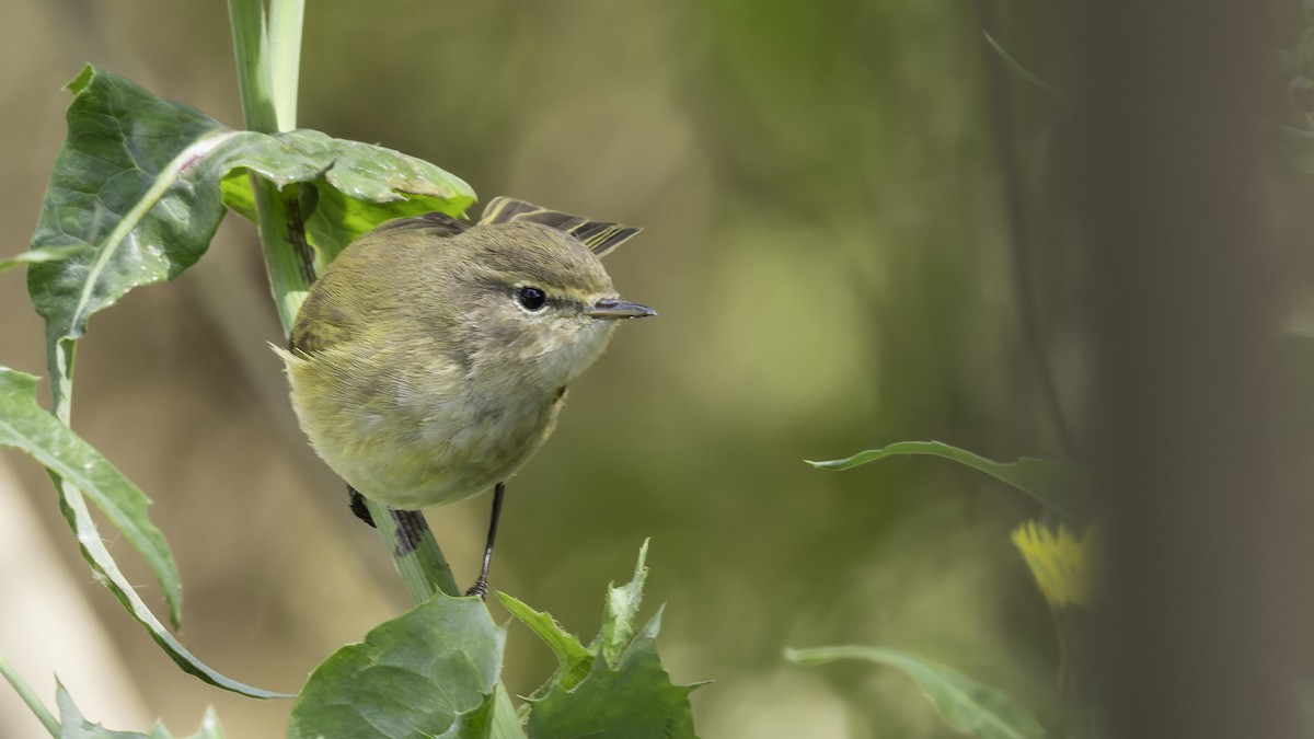 Common Chiffchaff - ML632046582