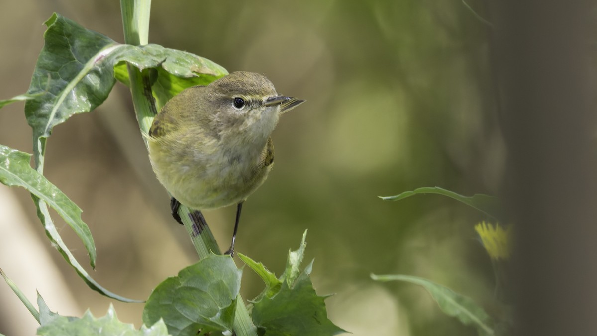 Common Chiffchaff - ML632046587