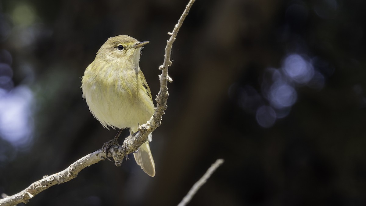 Common Chiffchaff - ML632046614