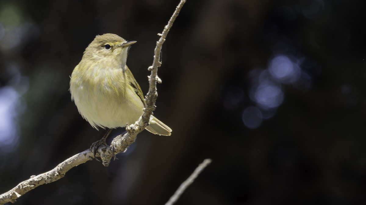 Common Chiffchaff - ML632046616