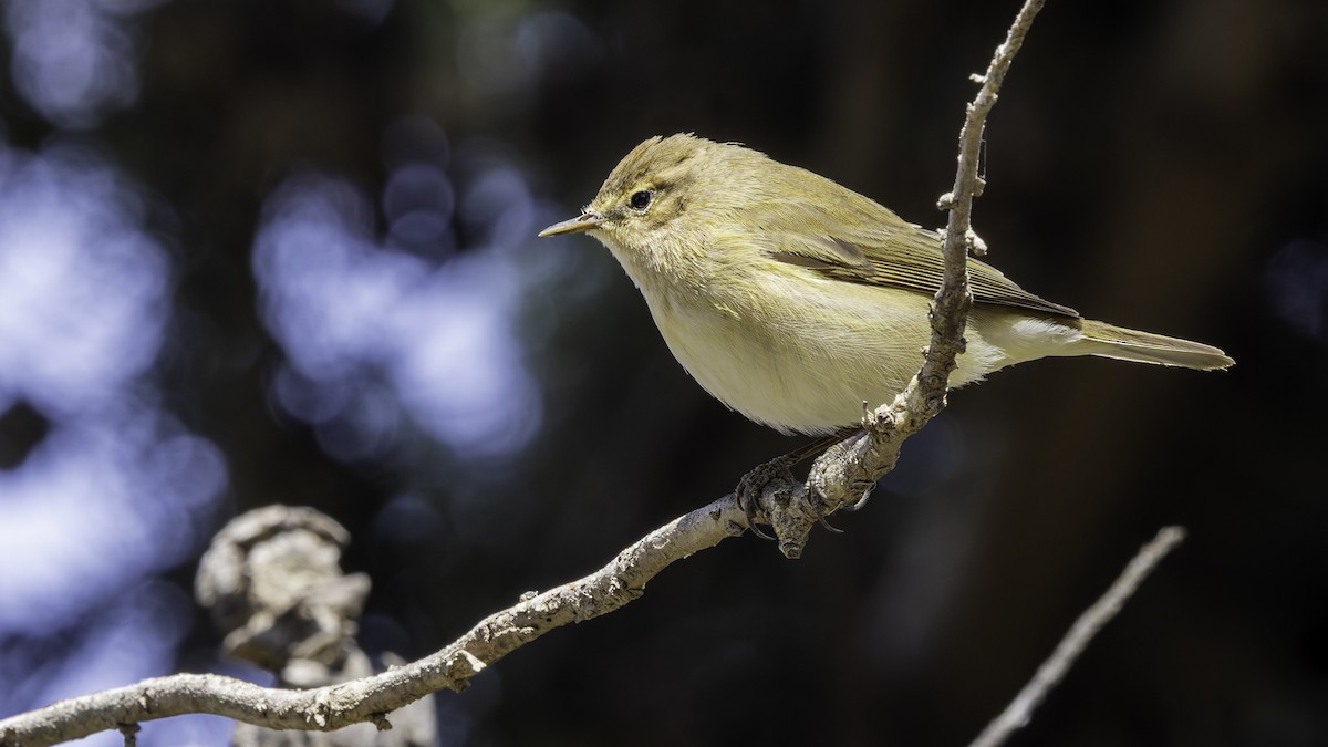 Common Chiffchaff - ML632046623