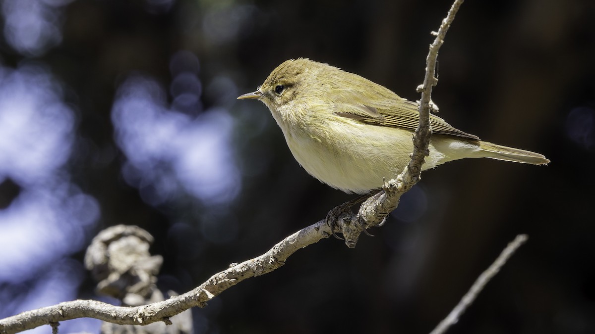 Common Chiffchaff - ML632046626