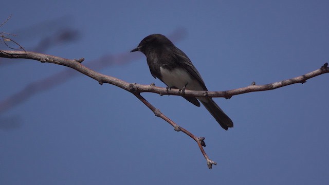 Black Phoebe - ML632046771