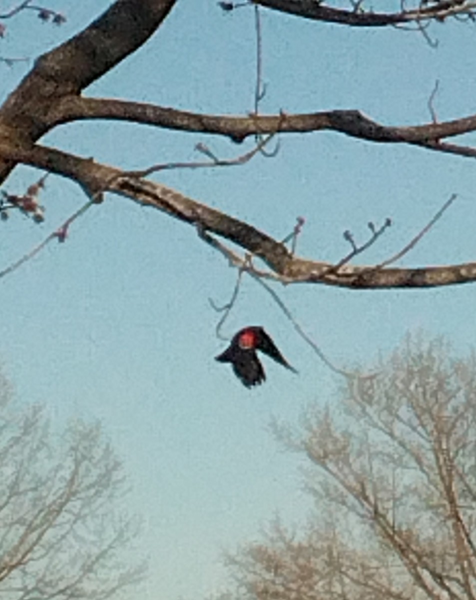Red-winged Blackbird - Anonymous