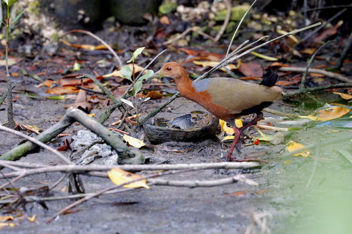 Rufous-necked Wood-Rail - ML632046938
