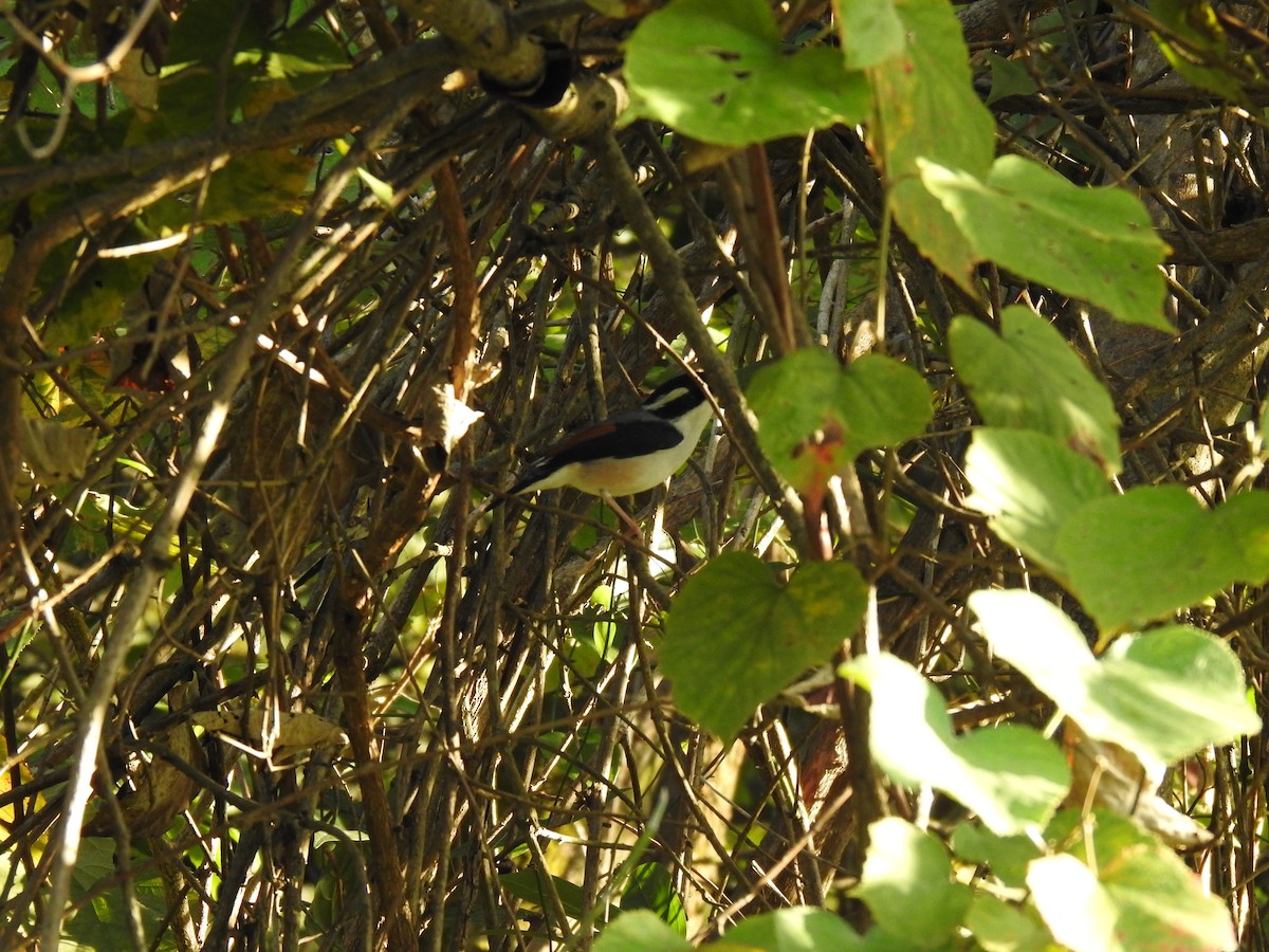 White-browed Shrike-Babbler - ML632046942