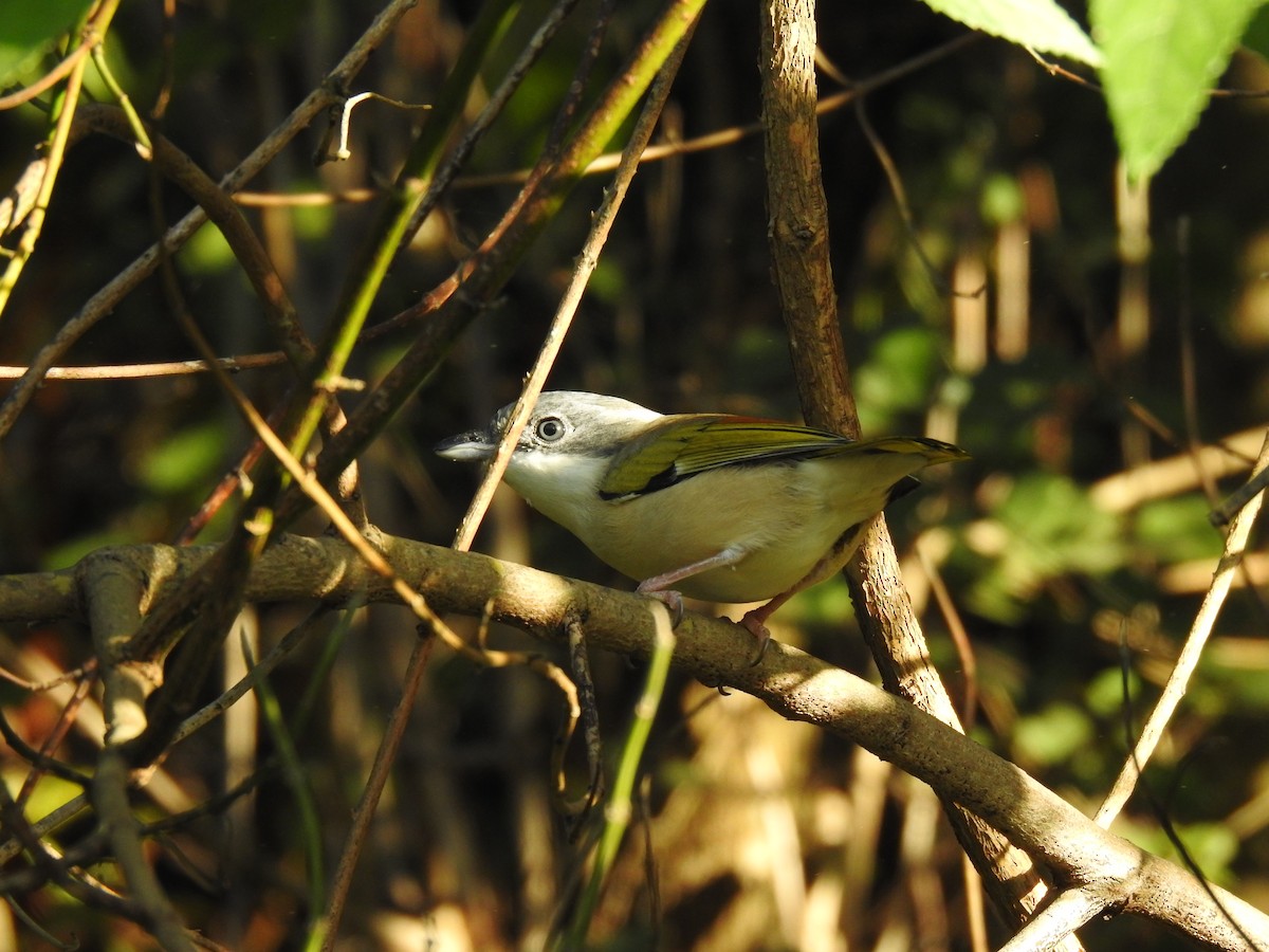 White-browed Shrike-Babbler - ML632046943