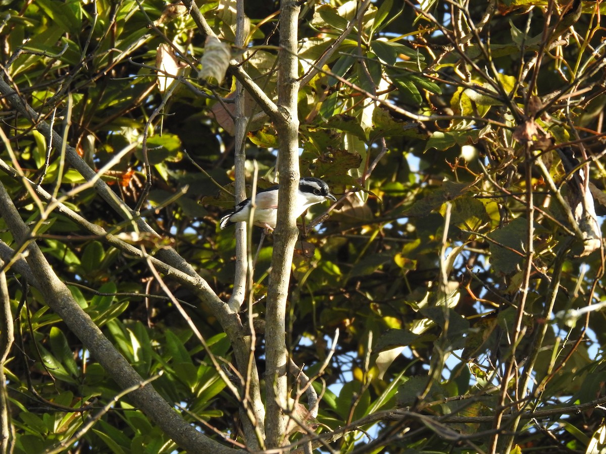 White-browed Shrike-Babbler - ML632046944