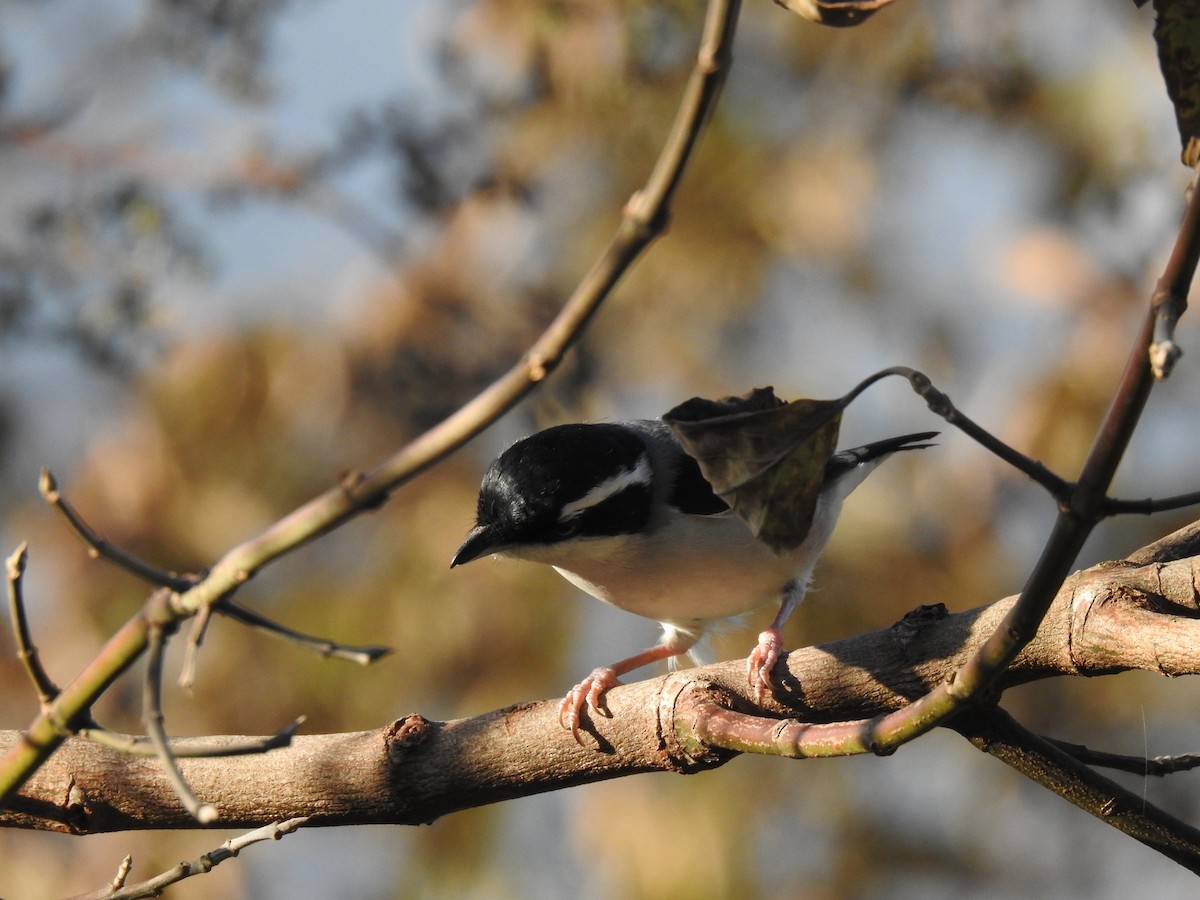 White-browed Shrike-Babbler - ML632046945