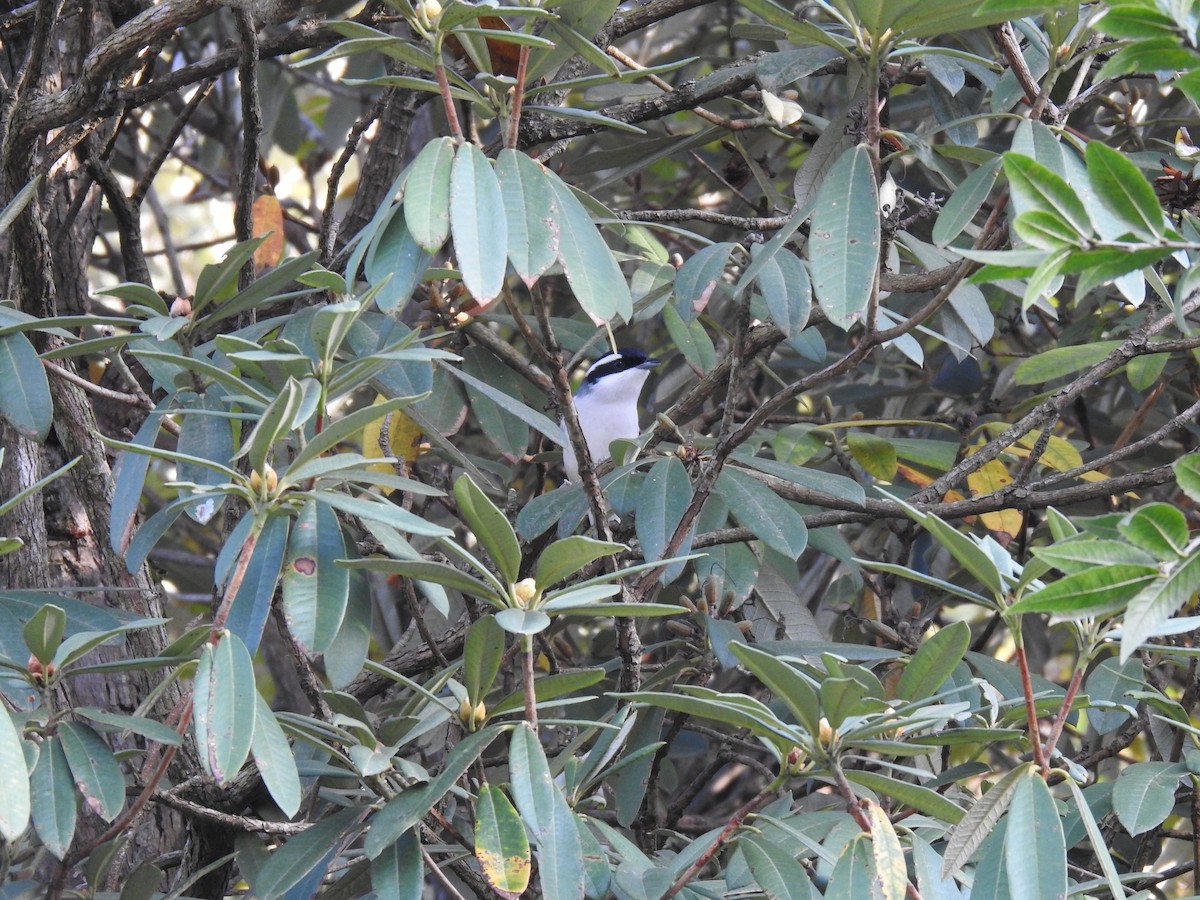 White-browed Shrike-Babbler - ML632046946