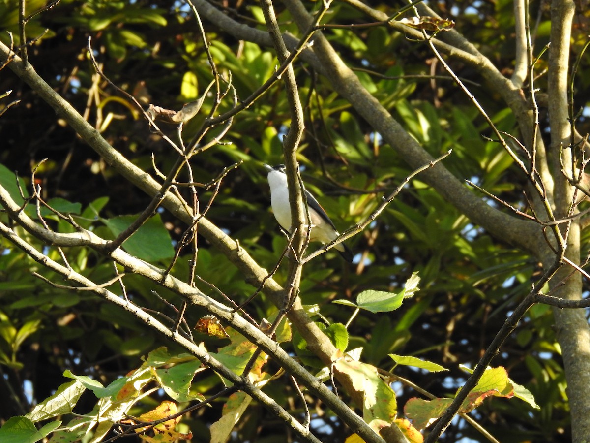 White-browed Shrike-Babbler - ML632046947